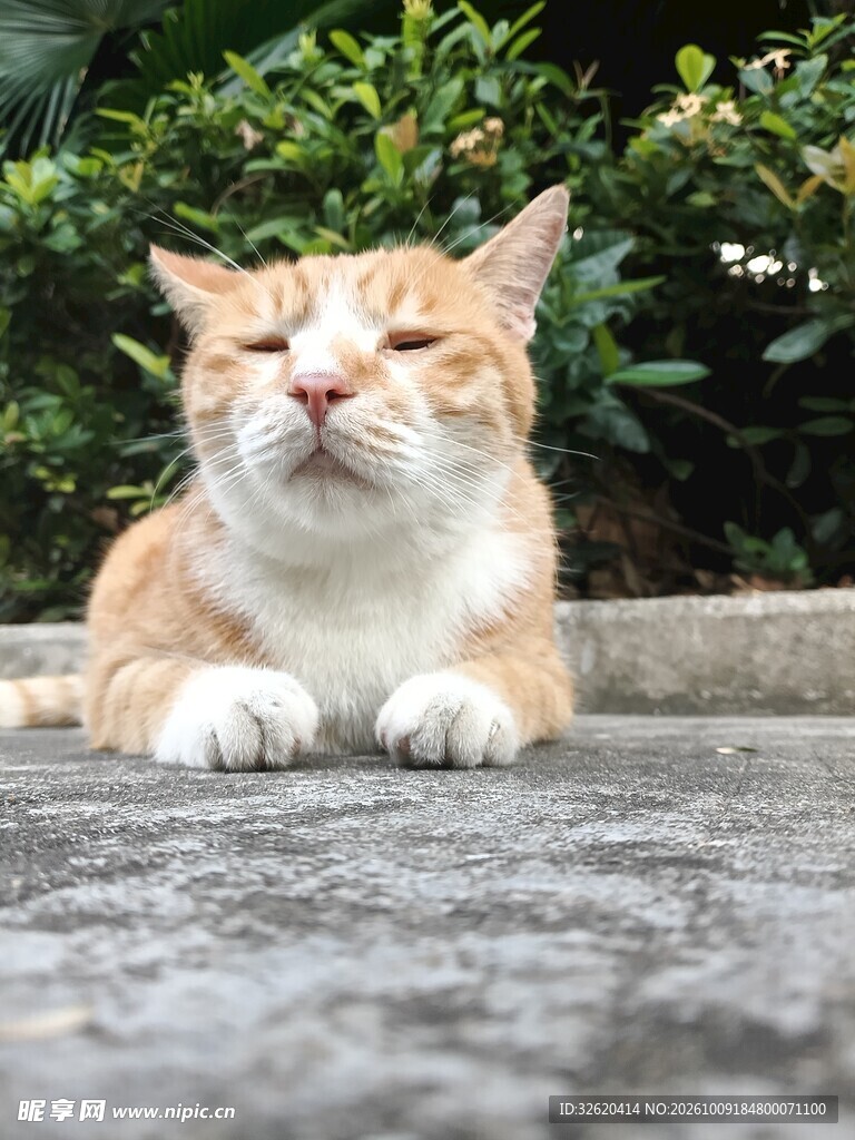 慵懒眯眼的橘白猫咪