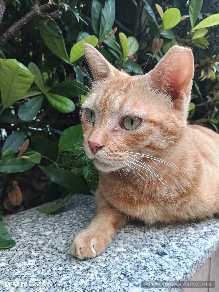 户外休憩的橘猫
