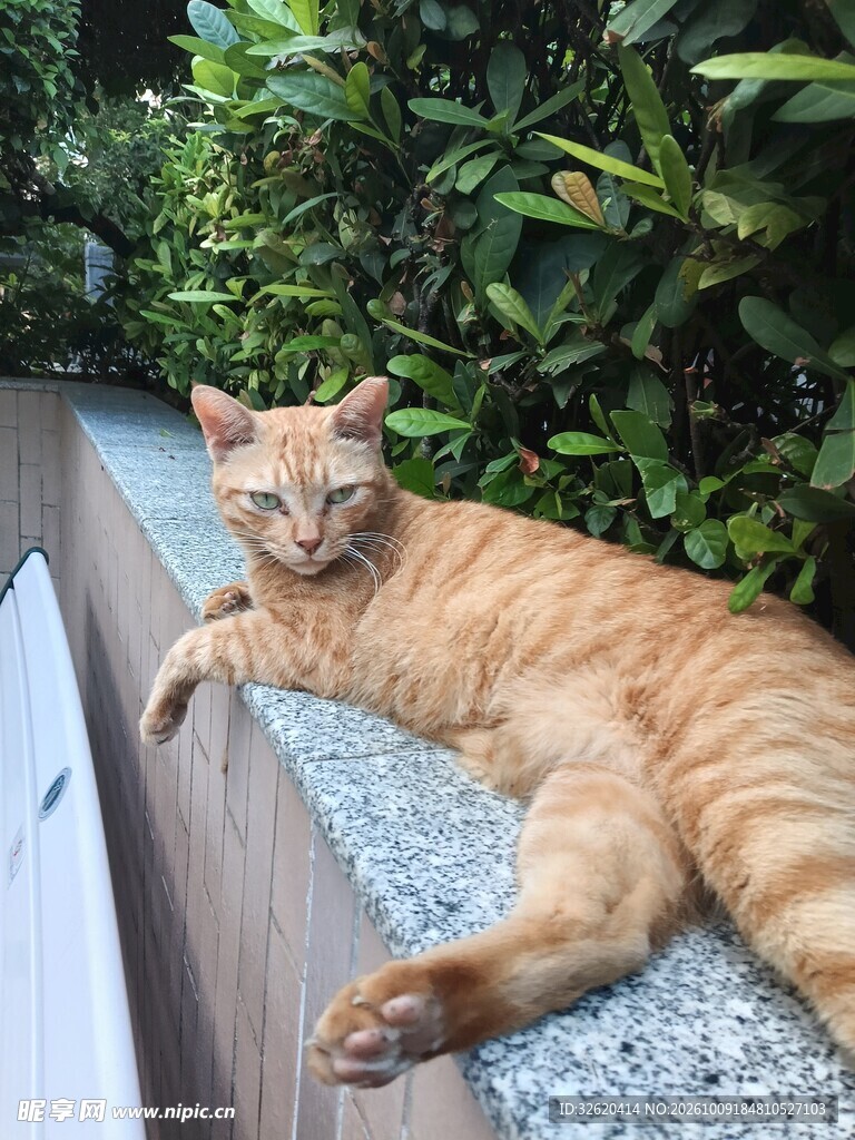 慵懒休憩的橘猫