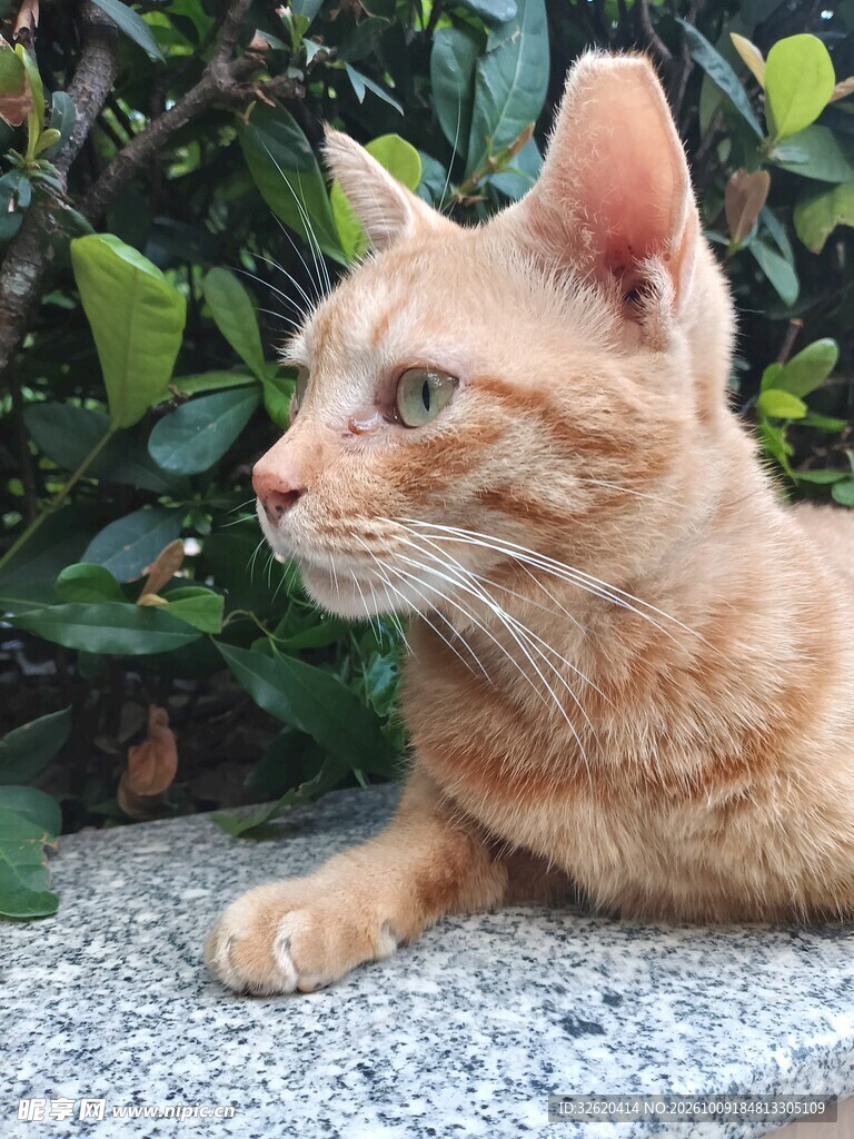 户外休憩的橘猫