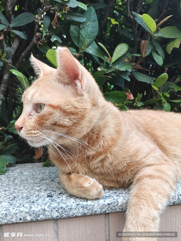 户外休憩的橘猫
