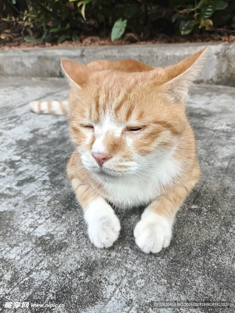 眯眼小憩的小橘猫