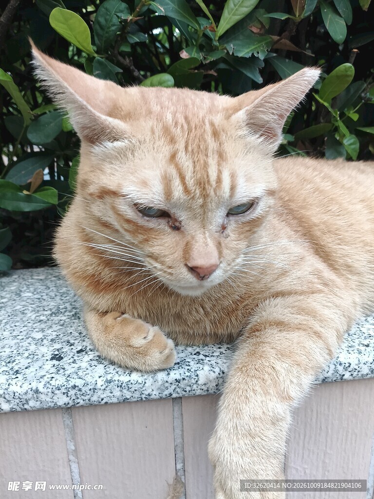 慵懒趴卧的橘猫