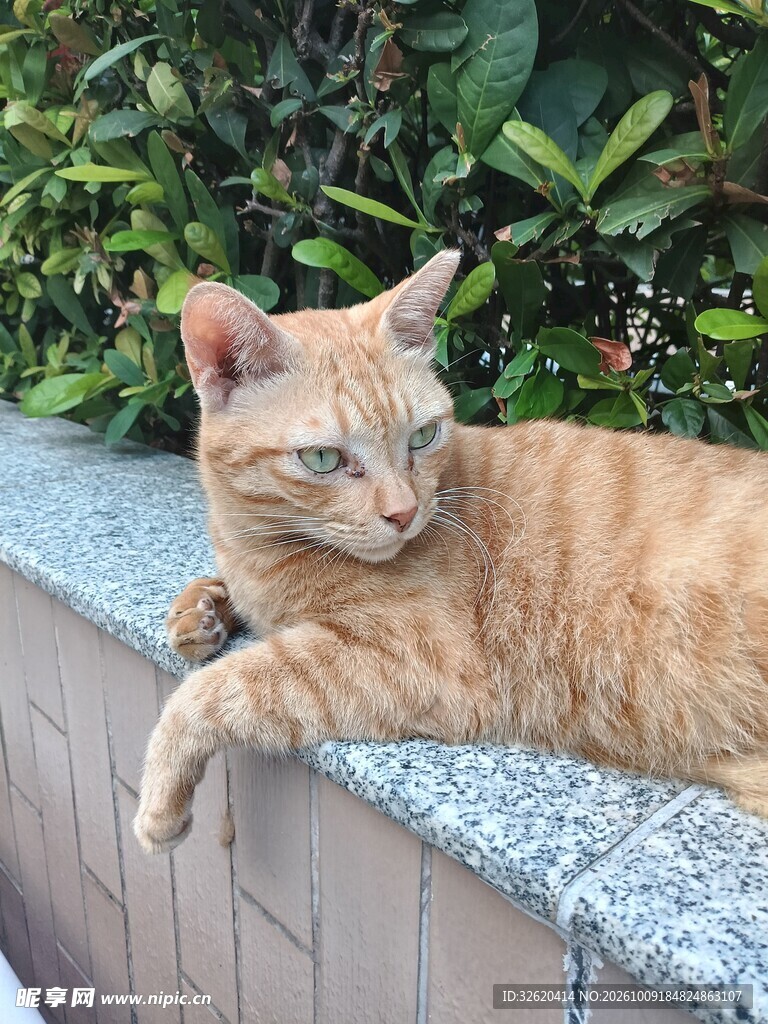 户外休憩的橘猫