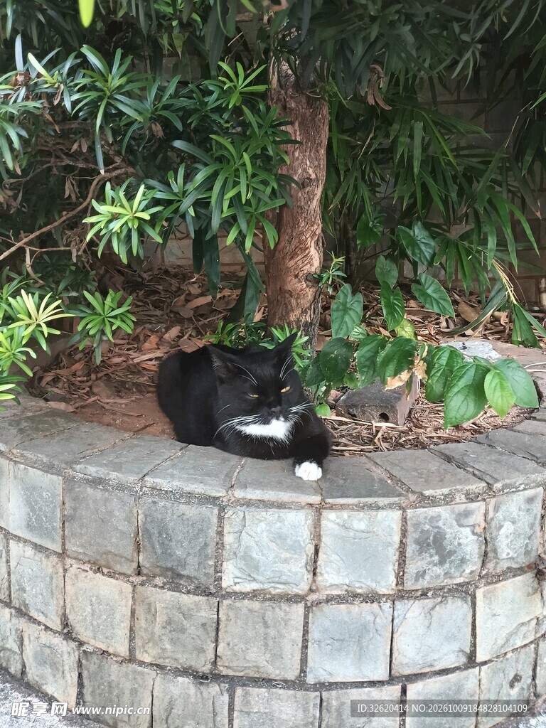 树池边休憩的黑猫