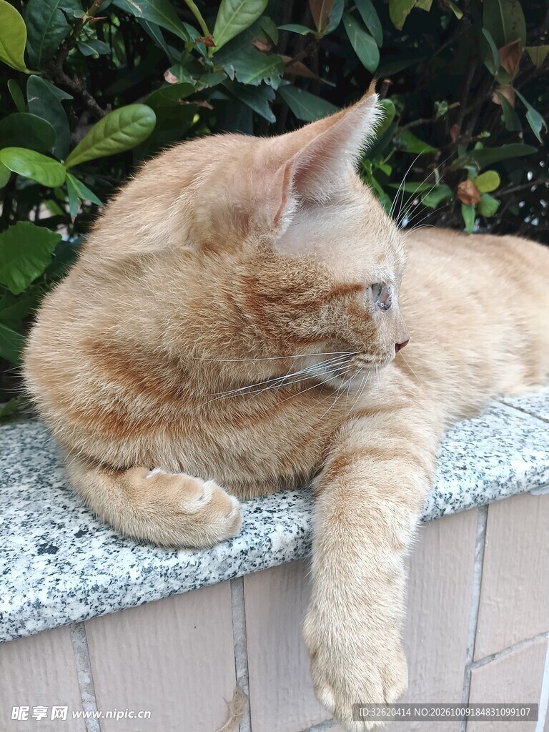 慵懒打盹的橘猫