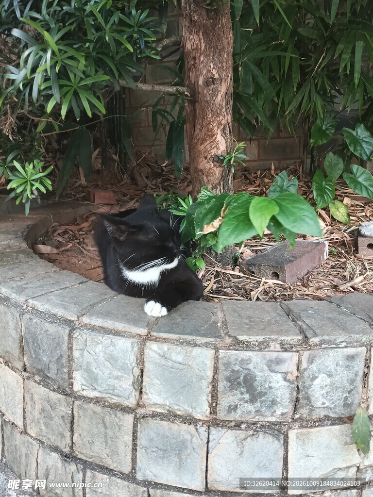 树池边休憩的黑白小猫
