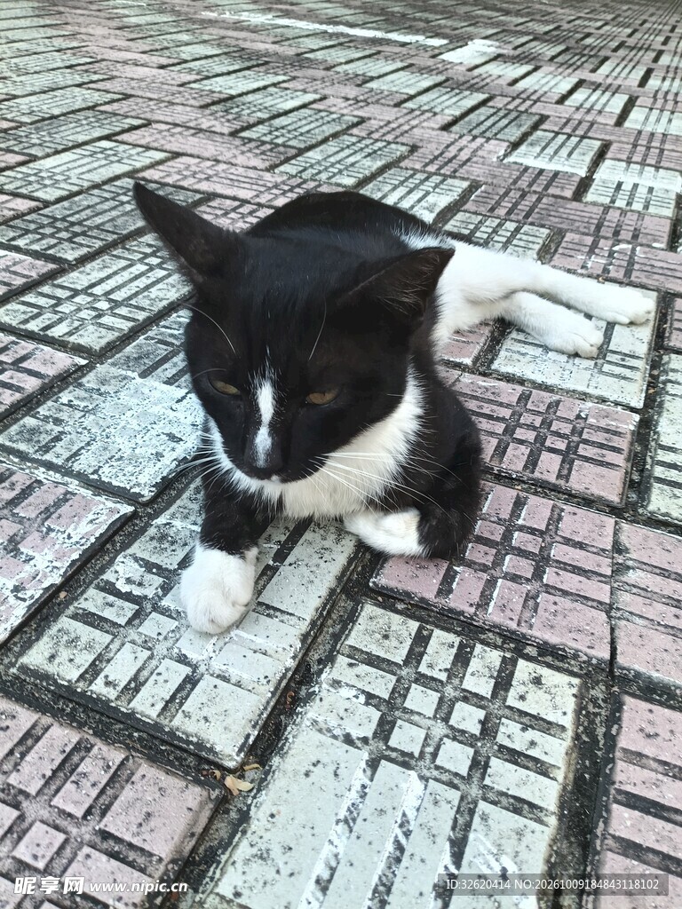 趴在瓷砖上的黑白小猫