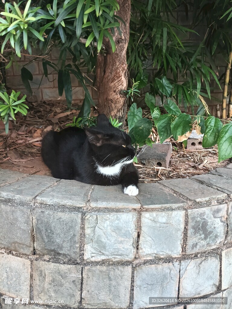 树下休憩的黑白小猫
