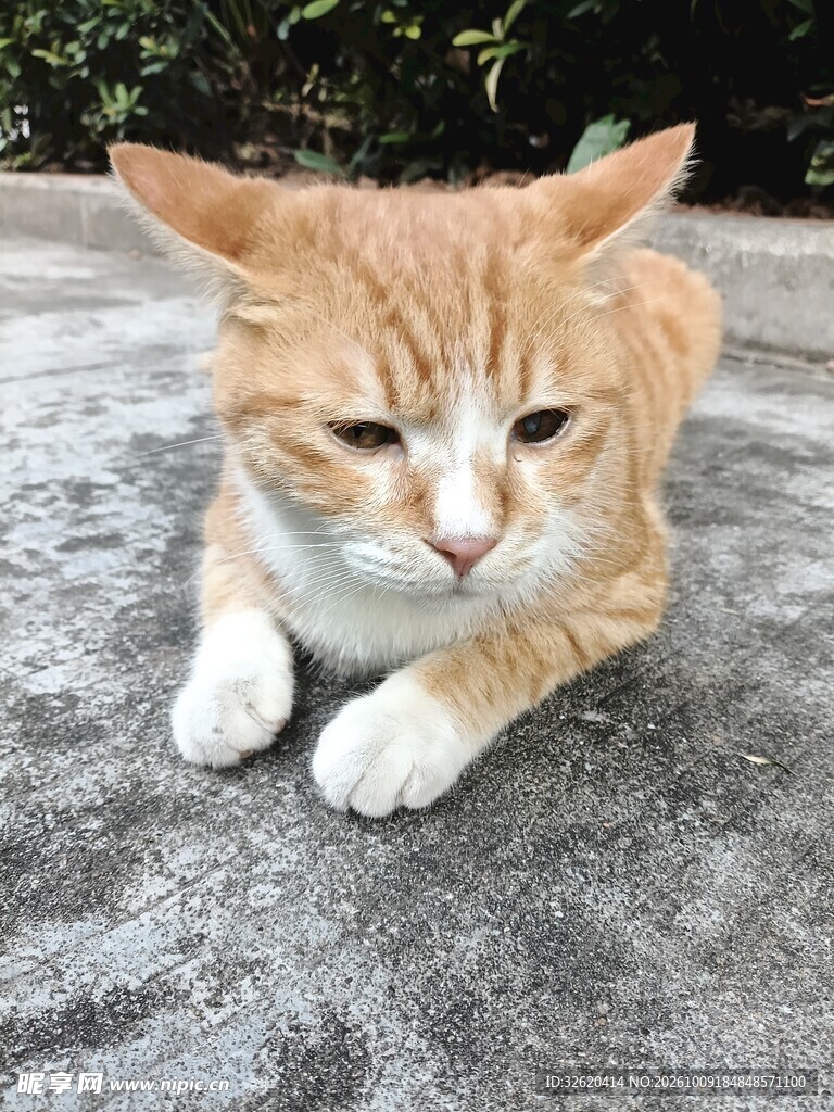趴卧的可爱橘猫