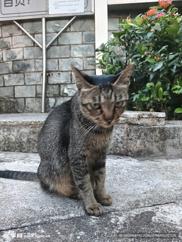 室外蹲坐的虎斑猫
