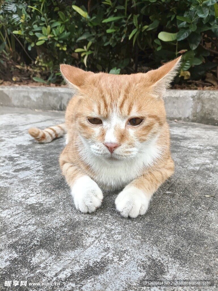 慵懒趴卧的橘猫