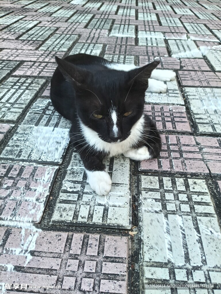 趴在瓷砖上的黑白小猫