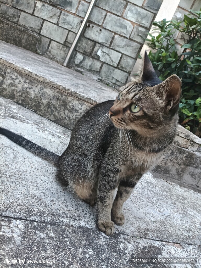 石阶上的狸花猫