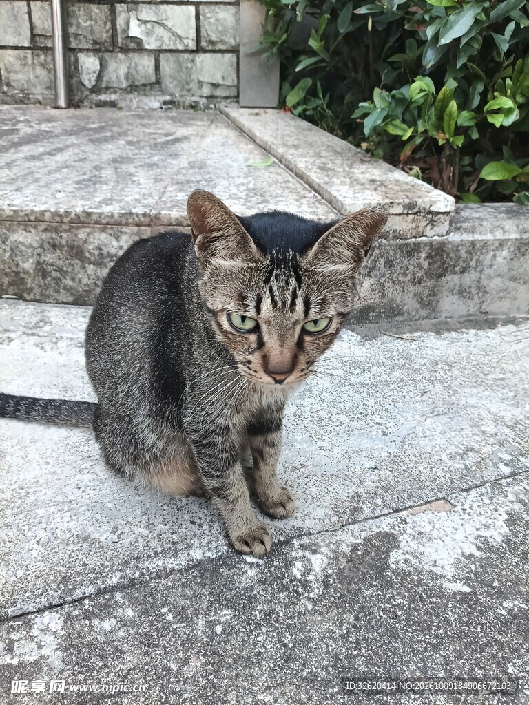 石阶上的虎斑小猫