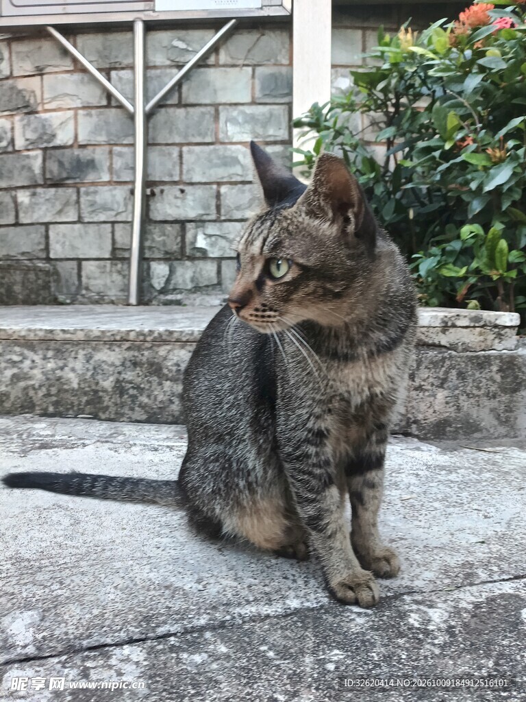 户外蹲坐的狸花猫
