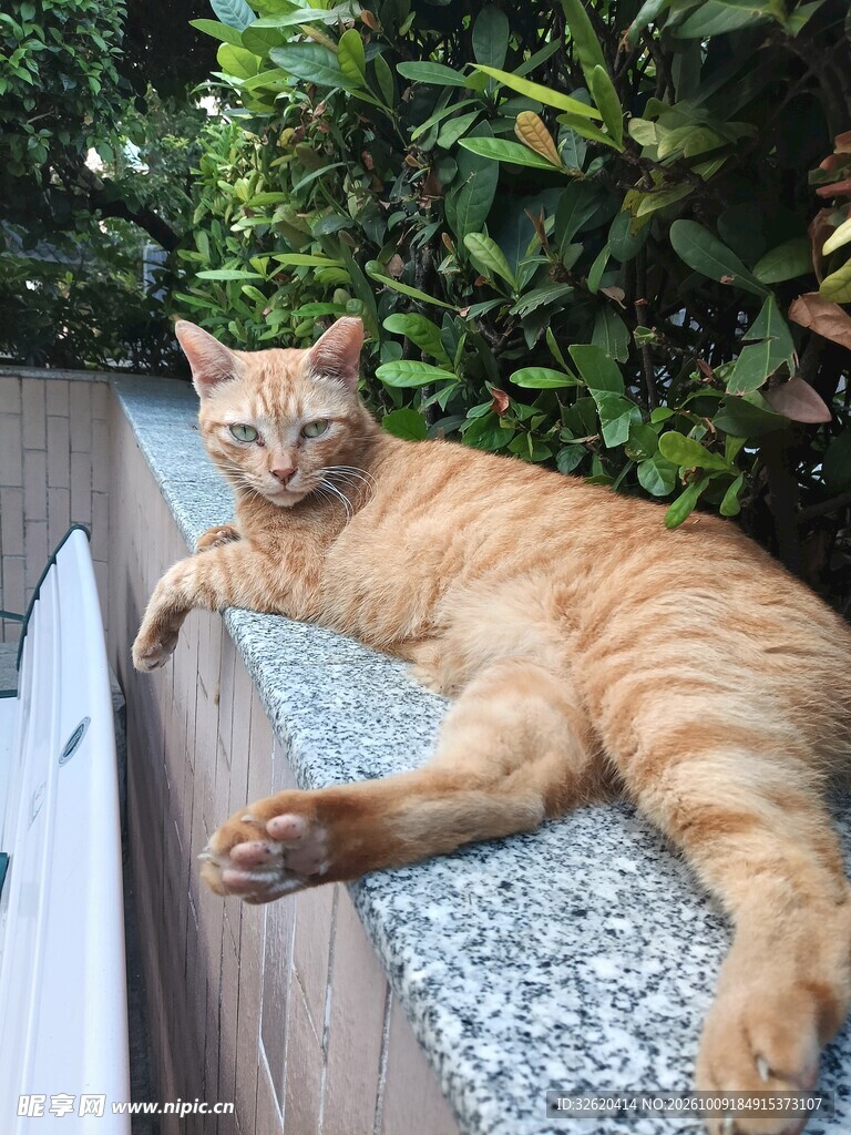 慵懒休憩的橘猫