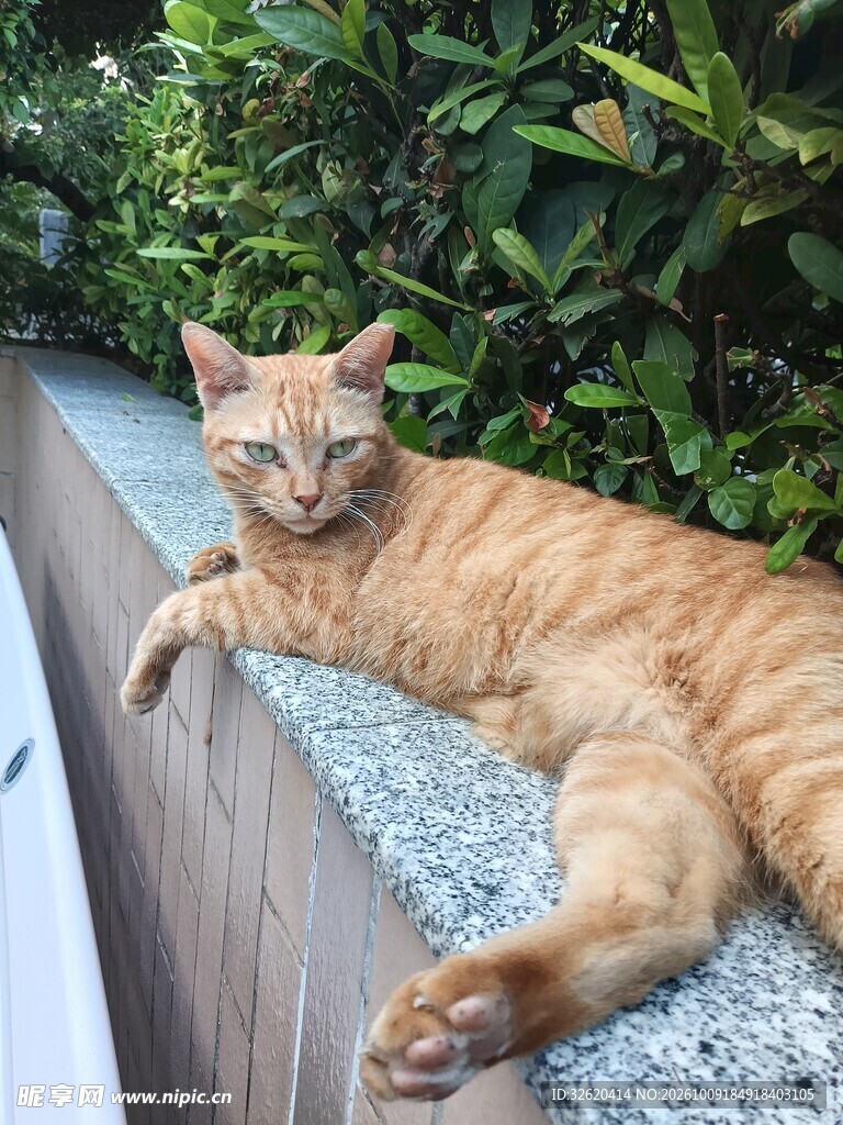 户外躺卧的橘猫