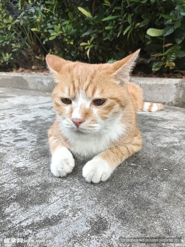 户外趴卧的小橘猫