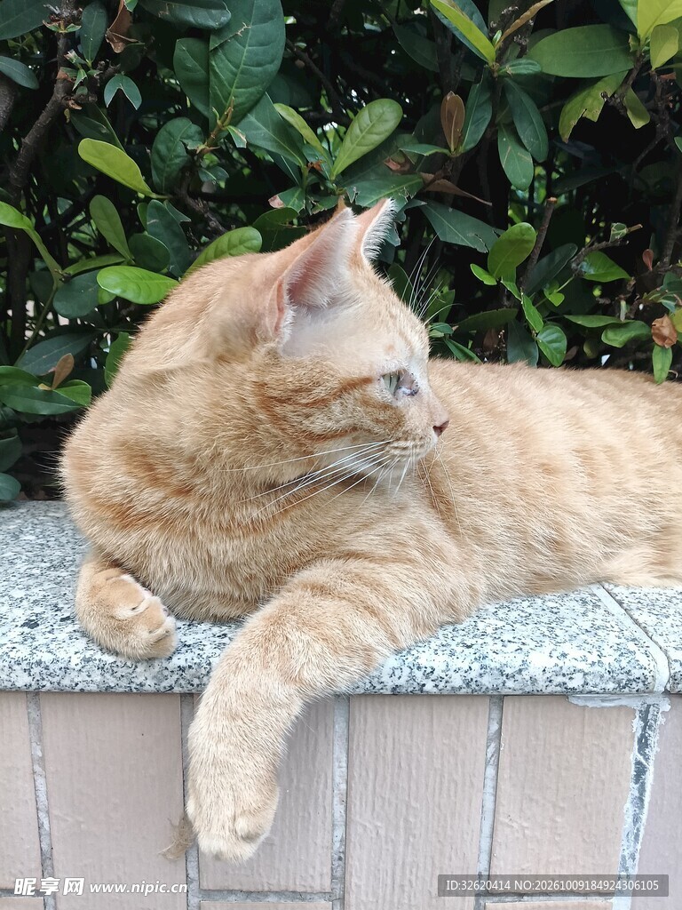 慵懒休憩的橘猫