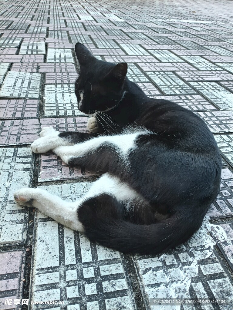 地砖上休憩的黑白小猫