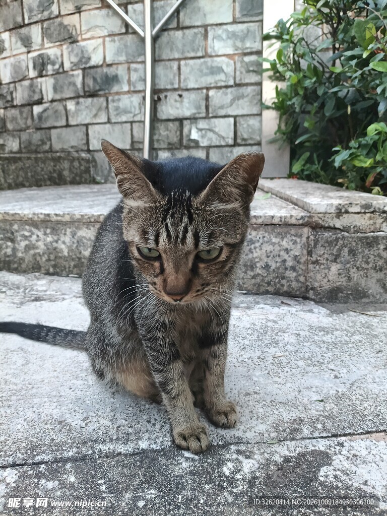 户外蹲坐的狸花猫