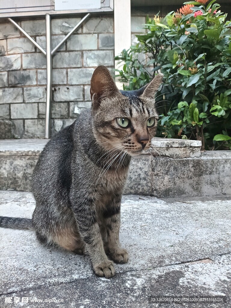 户外蹲坐的虎斑猫