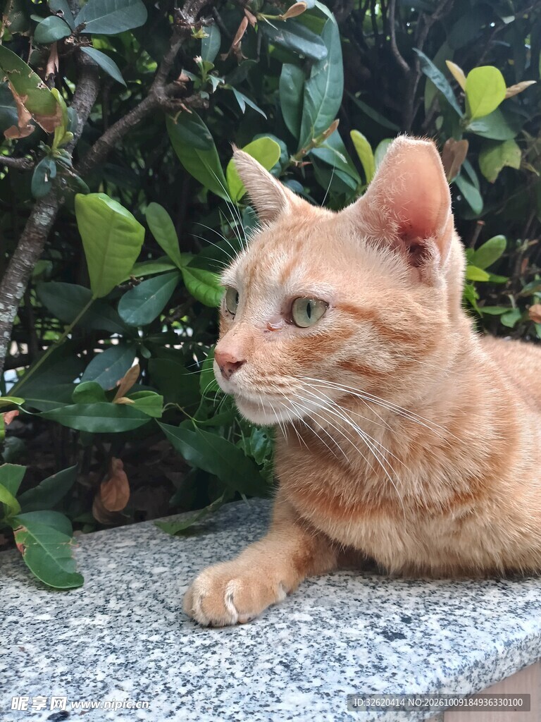 绿植旁休憩的橘猫