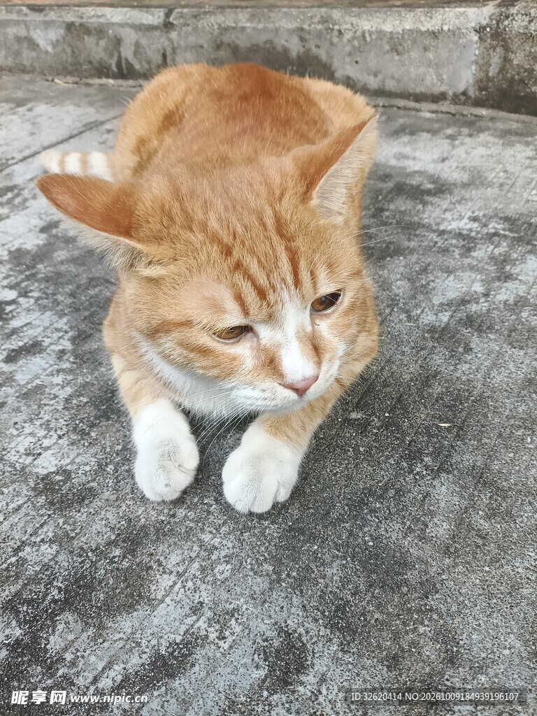 可爱小橘猫