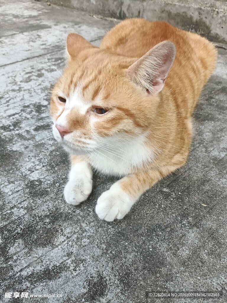 慵懒趴卧的橘猫