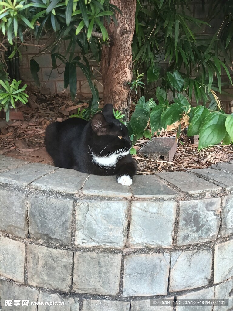 树池边休憩的黑白小猫