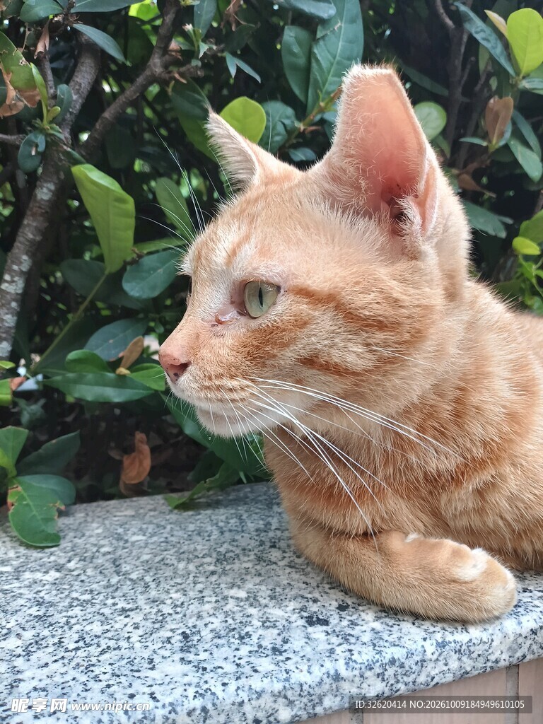 户外休憩的橘猫