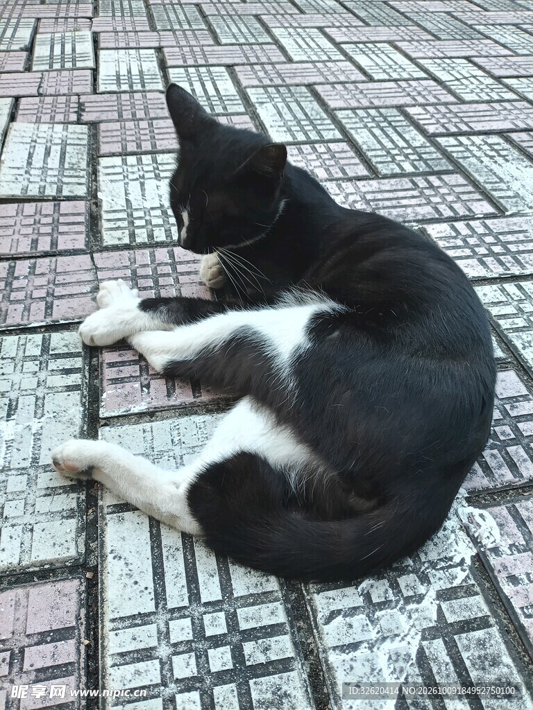 黑白小猫