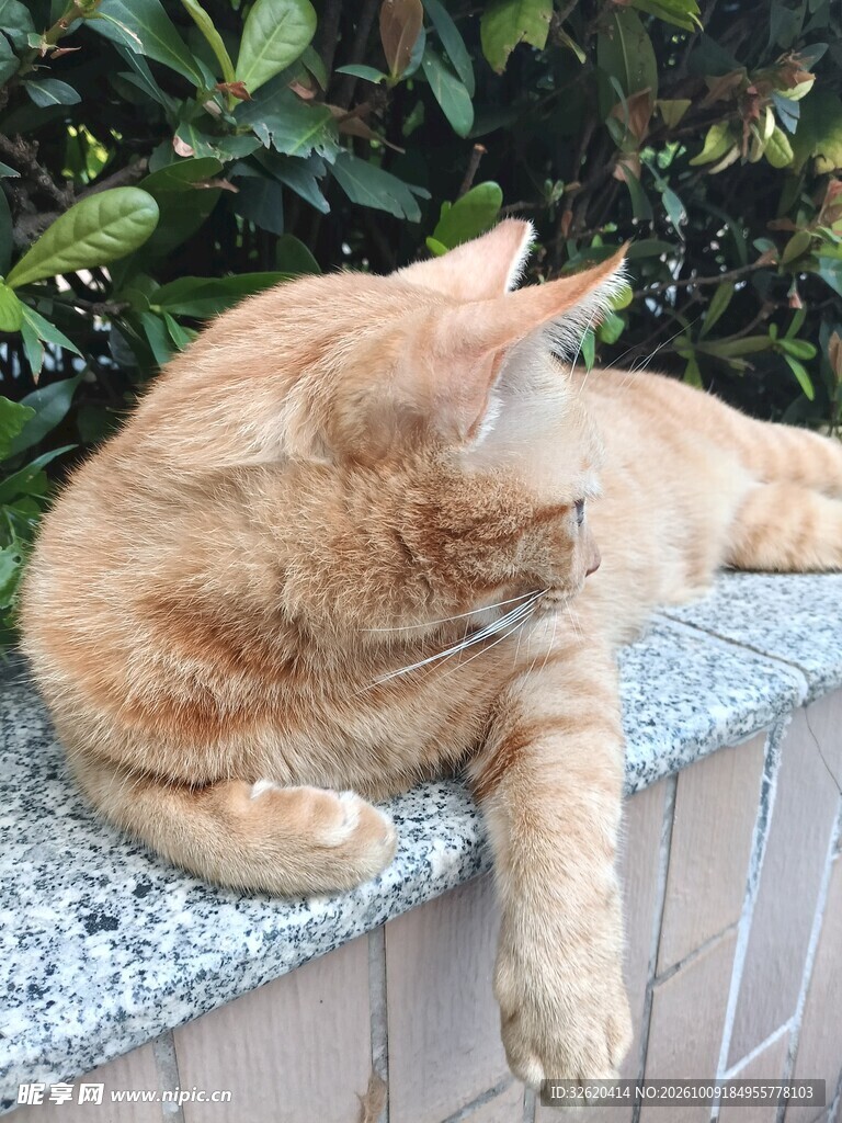 慵懒休憩的橘猫