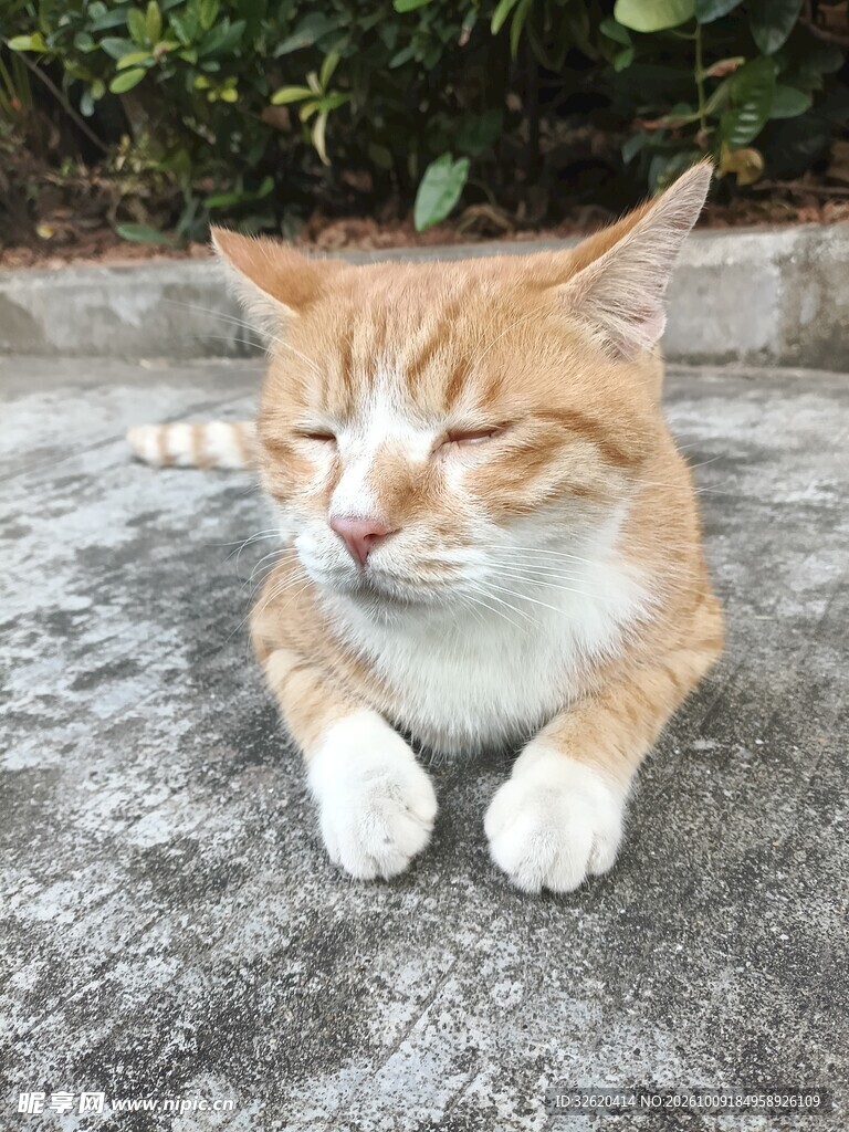 眯眼休憩的橘猫