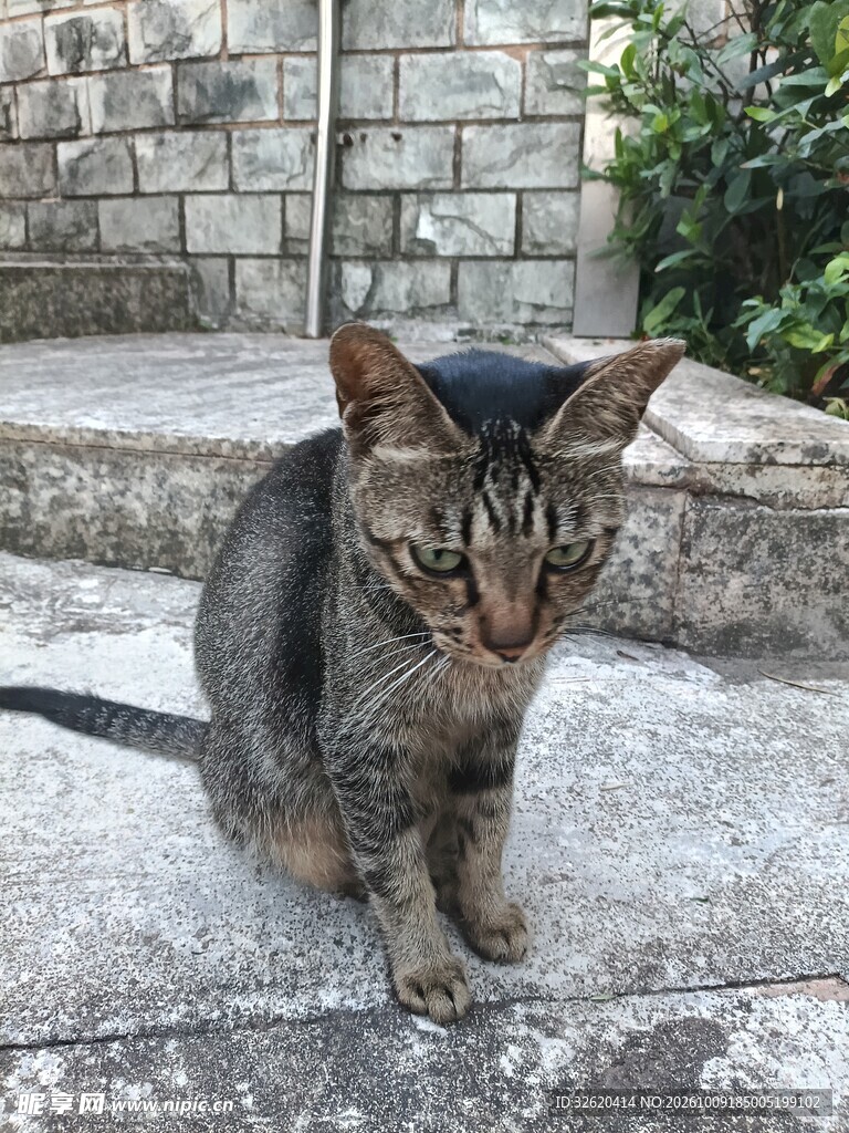 户外蹲坐的虎斑小猫