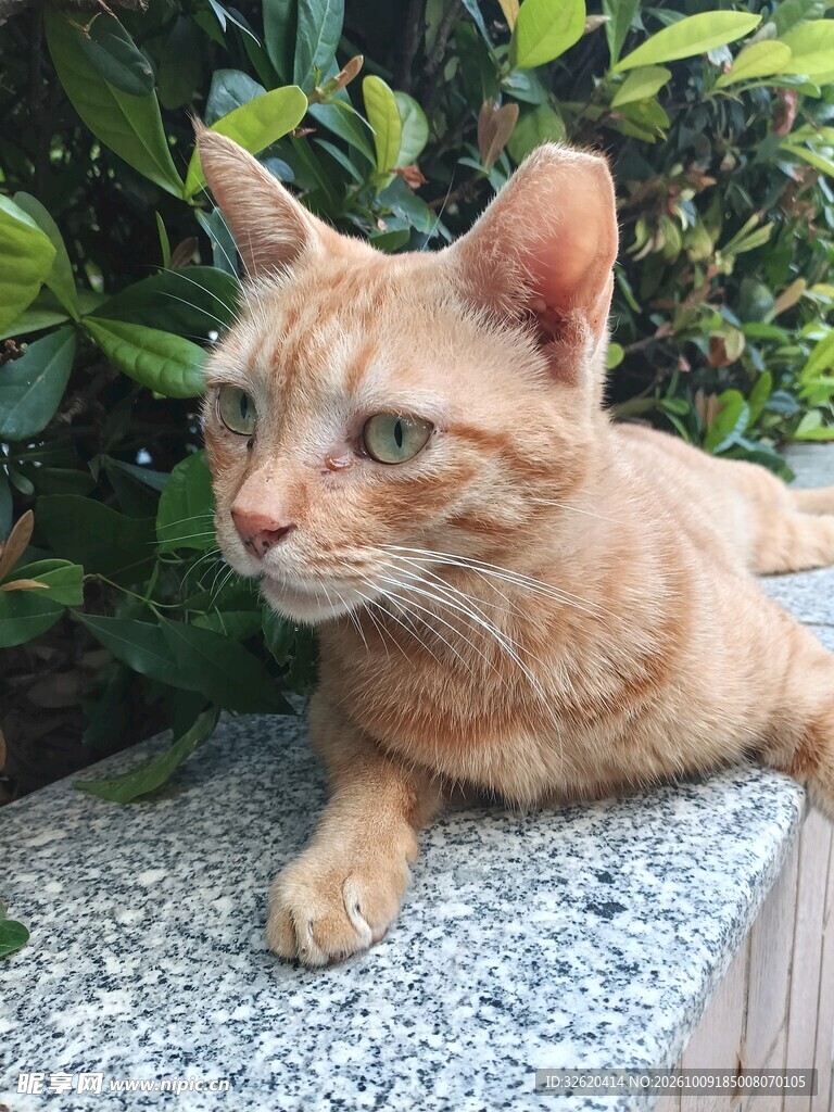 趴在石台上的橘猫