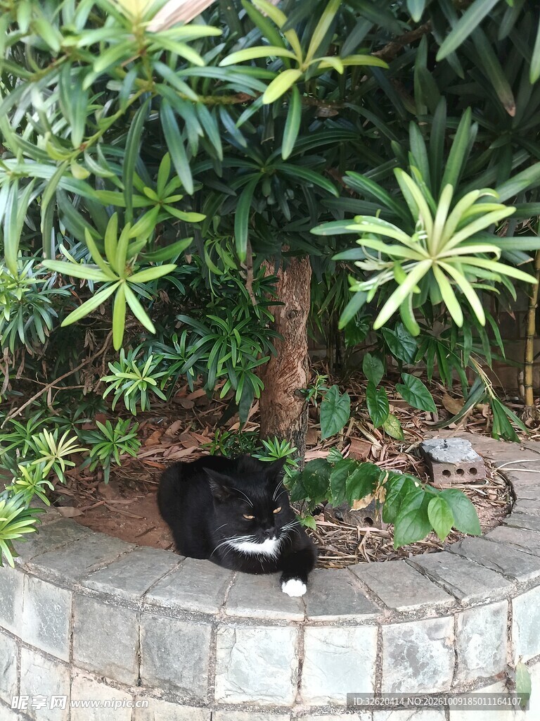 树旁休憩的小黑猫