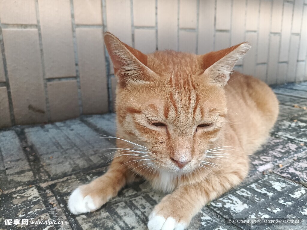 慵懒趴卧的橘猫