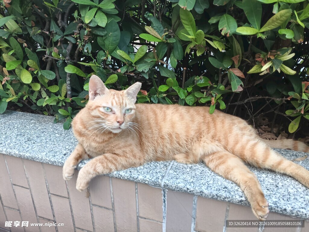 慵懒休憩的小橘猫