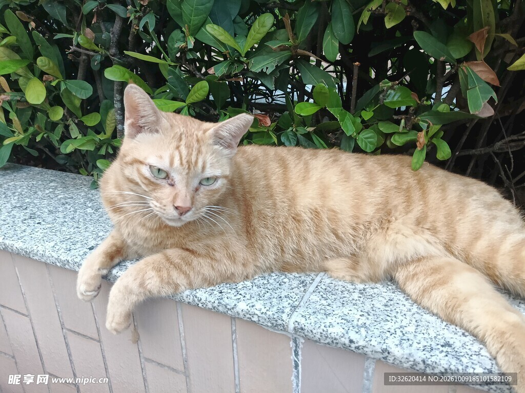慵懒休憩的小橘猫