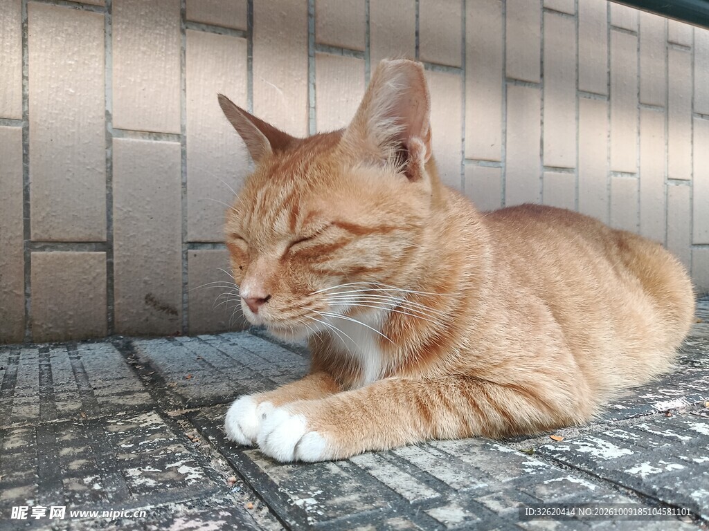 午后打盹的橘猫