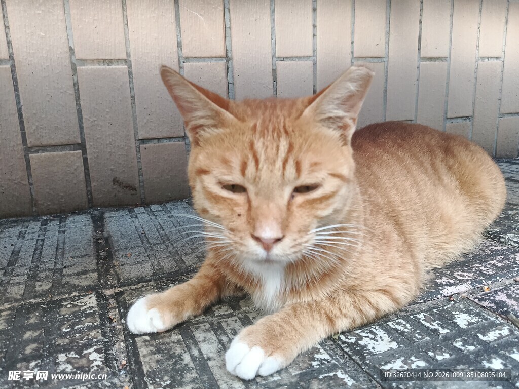 慵懒趴卧的橘猫