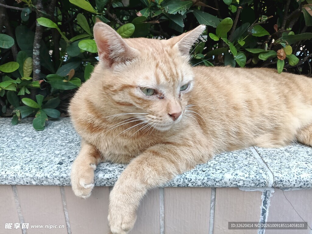慵懒休憩的橘猫