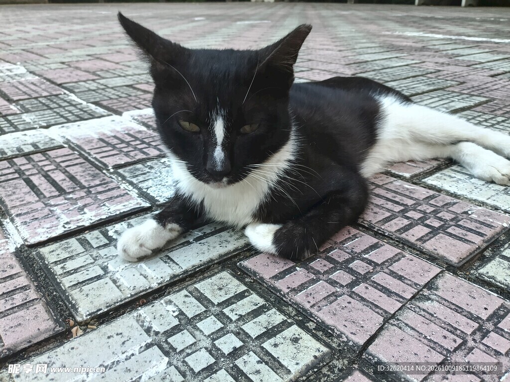趴在地砖上的黑白小猫