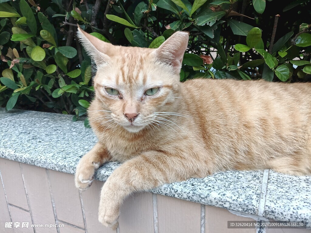慵懒趴卧的橘猫