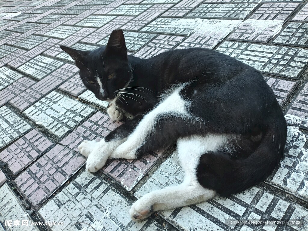 地砖上休憩的黑白猫