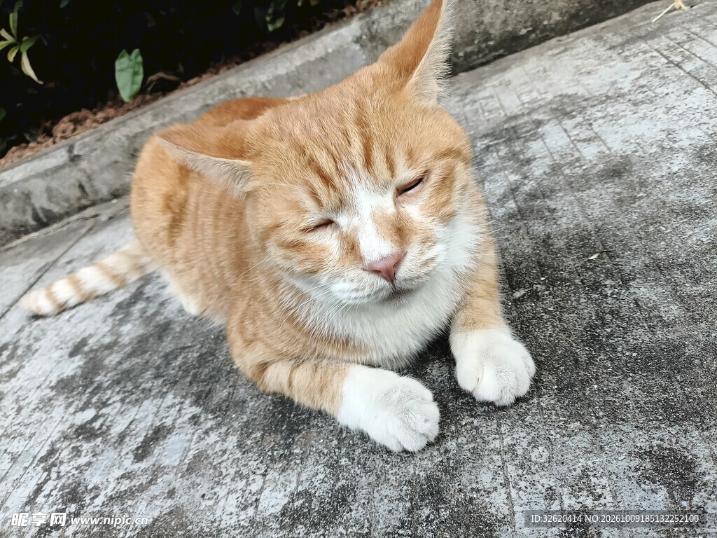 慵懒眯眼的橘猫