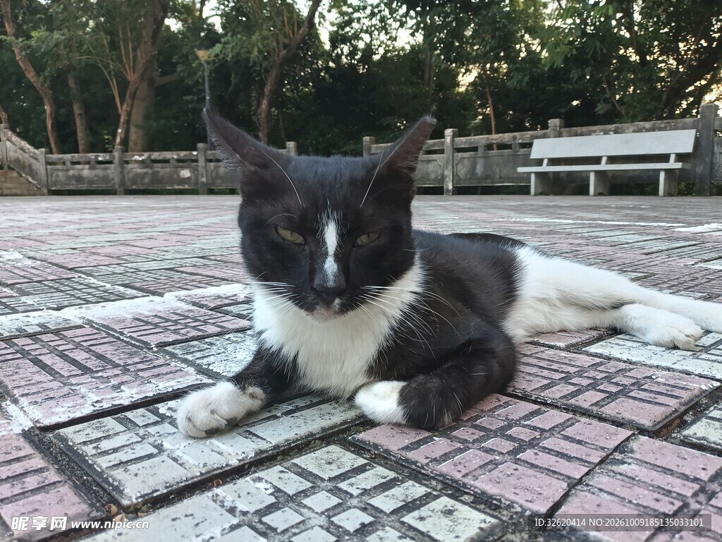 公园休憩的黑白小猫