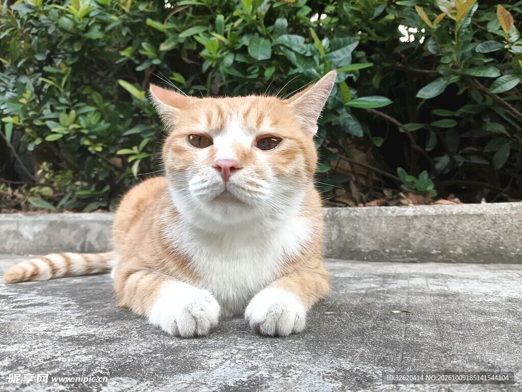 户外趴卧的橘猫